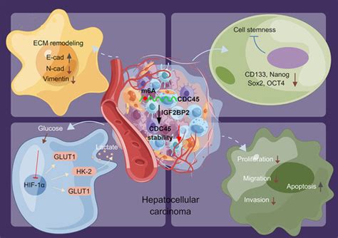 Igf Bp Promotes Glycolysis And Hepatocellular Carcinoma Stemness By