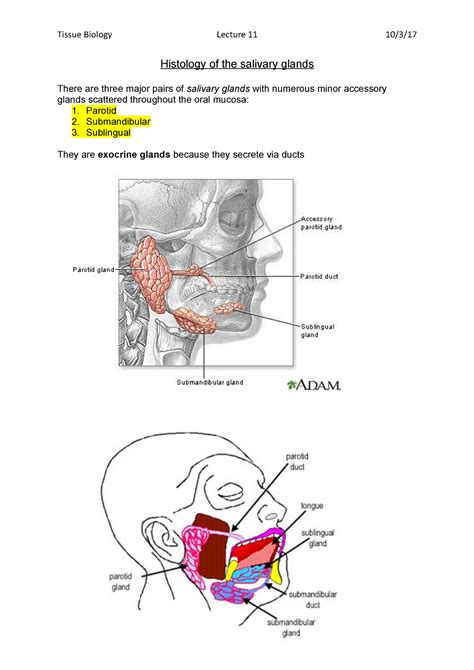 Histology of the salivary glands - Tissue Biology Lecture 11 10/3/17 Histology of the salivary ...