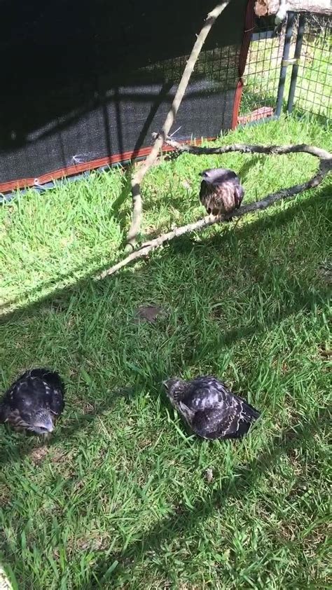 Acadiana Wildlife Education and Rehabilitation, Inc. - Home | Facebook