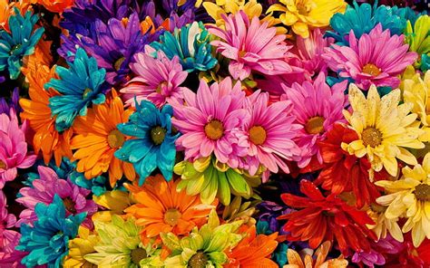 HD Wallpaper Daisy Flowers 5K Colorful Wallpaper Flare