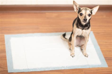 Potty Training a Puppy? We’ve Got You Covered!