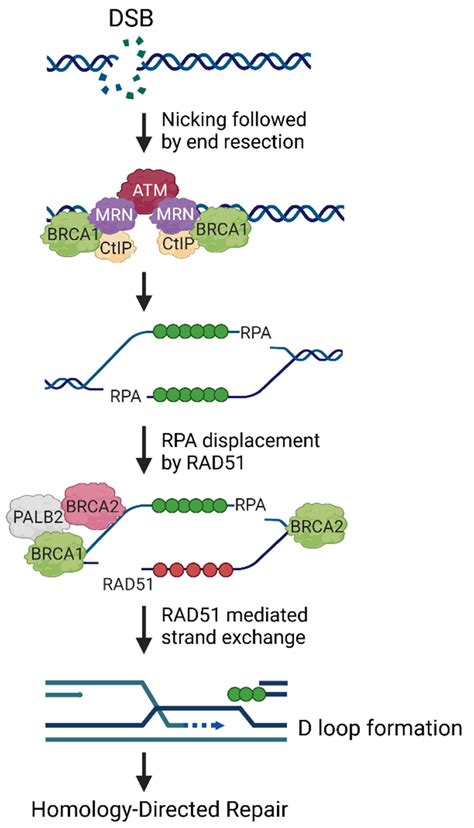 Brca Dna Repair By