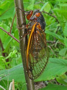 25 Kuliglig - Cicada ideas in 2022 | cicada, insects, beautiful bugs