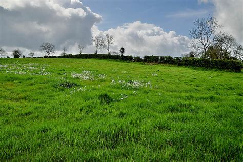 Field With Cuckoo Plants Arvalee Kenneth Allen Cc By Sa 2 0