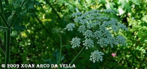 XOAN ARCO DA VELLA OENANTHE CROCATA L NABO DEL DIABLO Nabos Diablo