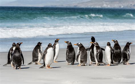 Wallpaper Some penguins, sea, beach 2880x1800 Picture, Image