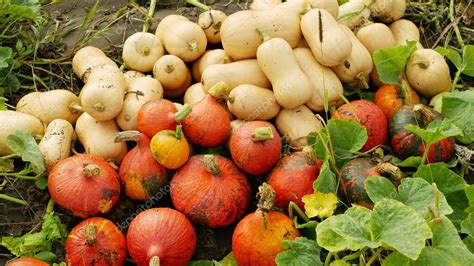 Calabaza Cosecha Hokkaido Pila Cosecha Cucurbita Maxima Pepo Moschata