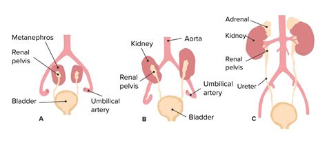 MÉDICO EN CAMINO Embriologia del sistema renal