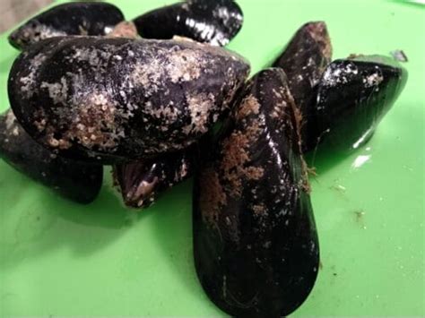 When should you not eat mussels and why | how to tell if they are bad
