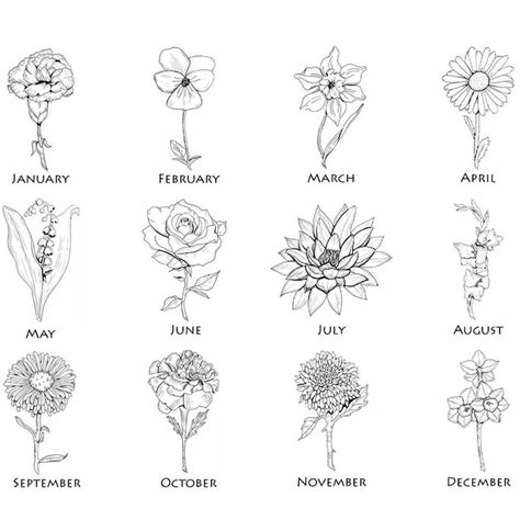 july birth flower drawing - Phoebe Almond