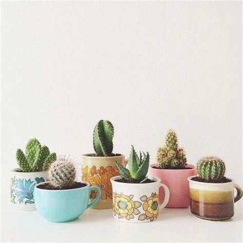 20+ Cute Cactus Pot Ideas – The Urban Decor