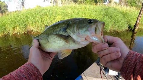 Top 2 Bass Baits For Mississippi River Largemouth How To Find