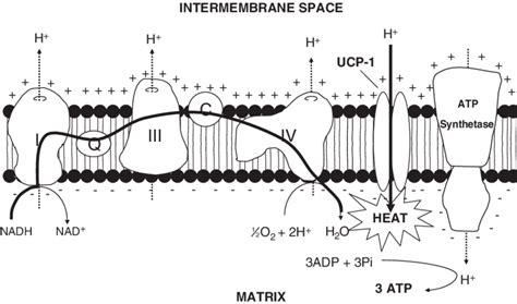 Oxidative Phosphorylation Diagram