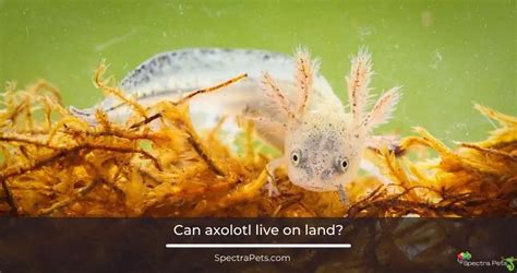 Exploring The Terrestrial Limits: Can Axolotls Live On Land?