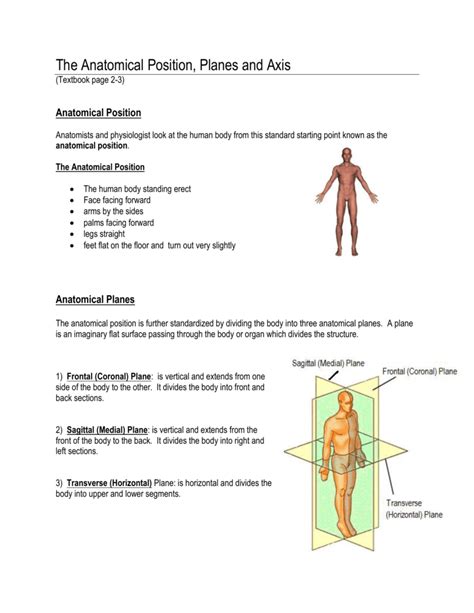 Body Planes Anatomy