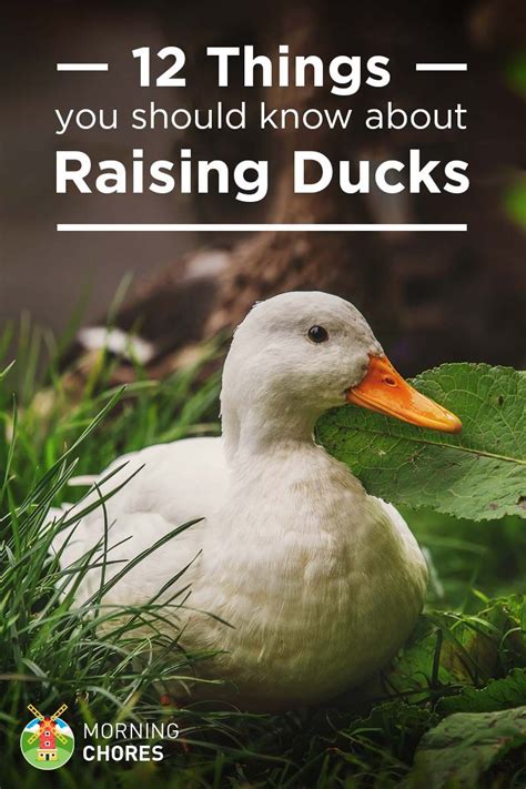 12 Things You Need To Know Before Getting Your First Ducks Raising