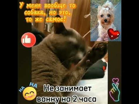 Жена, кошка и собака. #humor #cats #кошки #приколы #юмор #собака #dog ...