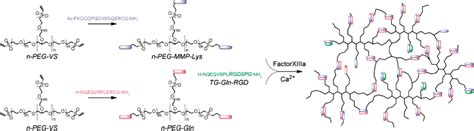 Enzymatic Crosslinking Blog Arc Ittc Additive Biomanufacturing