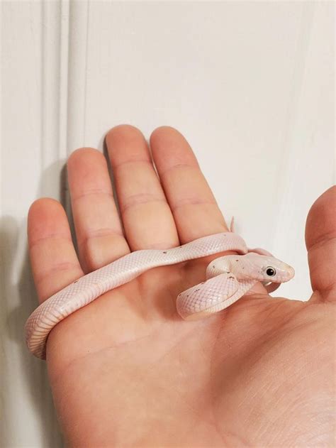 Pin By Samantha Goble On Quick Saves Corn Snake Snake Cool Snakes