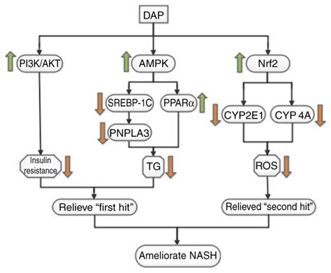 Effects Of Daphnetin On Lipid Metabolism Insulin Resistance And