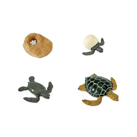 Safariology Life Cycle Of A Green Sea Turtle 4 Piece Set