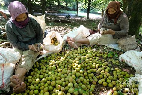 Kebun Pala