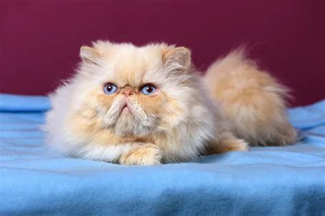 Persian Cream Colorpoint Cat Stock Photo By ©mdorottya 38501513