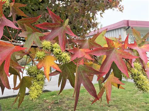 American Sweet Gum Tree An Attractive Plant With Spiky Fruits Dengarden