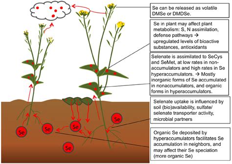 Frontiers Effects Of Selenium Biofortification On Crop Nutritional