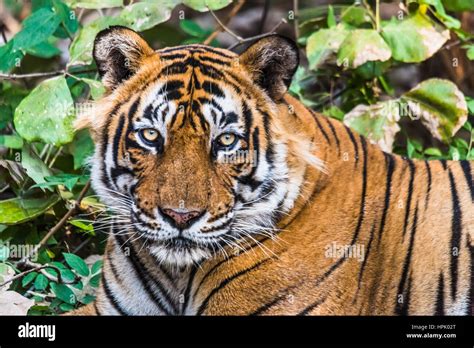 Portrait Of Royal Bengal Tiger Hi Res Stock Photography And Images Alamy