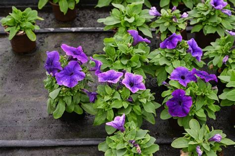 Close Up of Purple Petunias in Pots Blooming. Growing Petunias in a ...