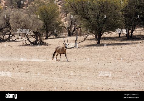 A Gemsbok Antelope Running In A Dry Riverbed In Southern African