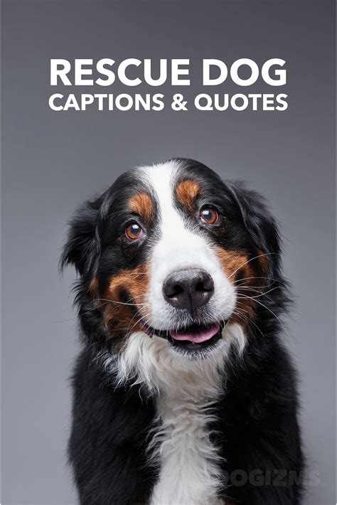 Rescue Dog Quotes Artofit