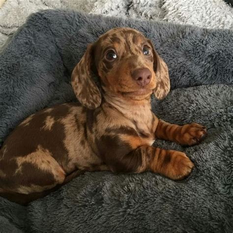 Cute Dappled Dachshund Puppy Dapple Dachshund Puppy Dapple Dachshund