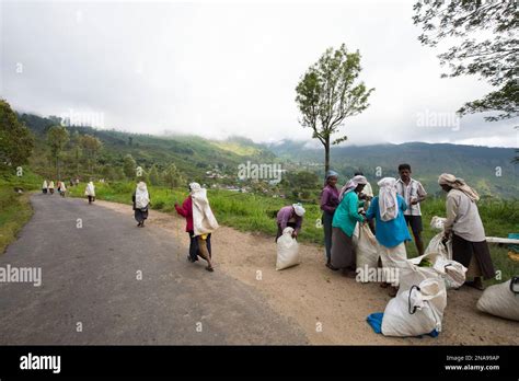 Tea Estate workers on the Dambatenne Tea Estate, Hill Country, Sri ...