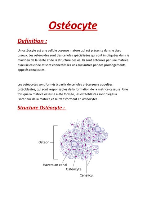 Ost Ocyte Ost Ocyte Definition Un Ost Ocyte Est Une Cellule Osseuse