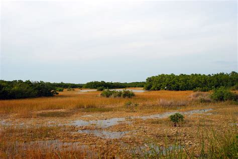 Marsh Trail Ten Thousand Islands Nwr Florida Hikes