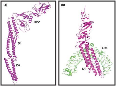 A Different Domains Of Flagellin As Indicated In Cartoon