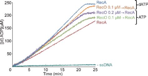 Pdf Bacillus Subtilis Reco And Ssba Are Crucial For Reca Mediated