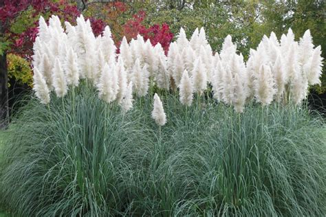 Ziergräser für den Garten 10 schönsten Plantura