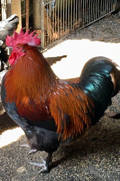 Marans Noir A camail cuivré Coco Eco