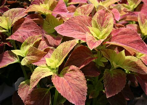 Include Sun Coleus In Mississippi Gardens Mississippi State