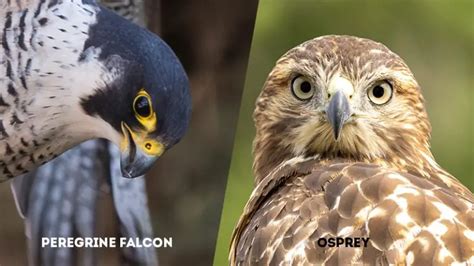 Peregrine Falcon Vs Osprey The Key Differences The Worlds Rarest Birds