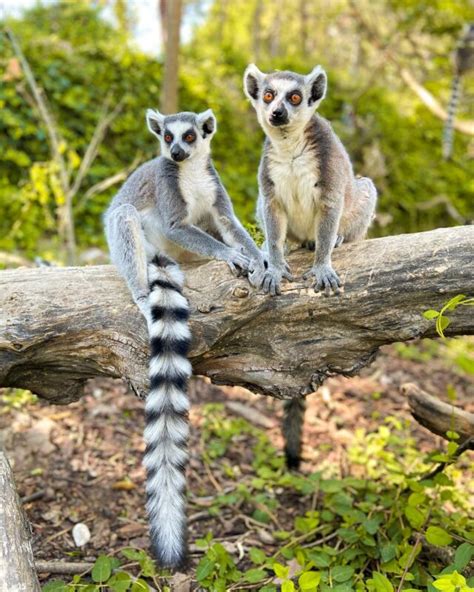 Madagascar Sur Mesure Vivy Travel