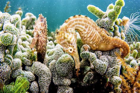 Lined Seahorses Amongst Corals, The Bahamas Photograph by Shane Gross ...