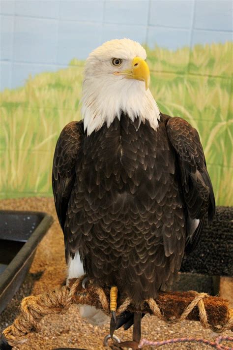 Gust Gab: National Eagle Center - Wabasha, Minnesota