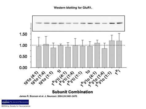 Western blotting for GluR1. - ppt download 