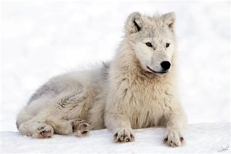 Pack Hunters Of The Far North How Arctic Wolves Struggle To Survive