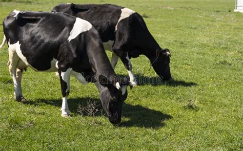 Dos Vacas Blancas Y Negras En Un Pasto De Verano Se Comen Un Pasto