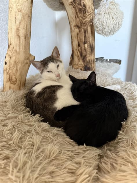 Mr.Lucky - Gros câlin avec le grand frère 🖤 | Facebook